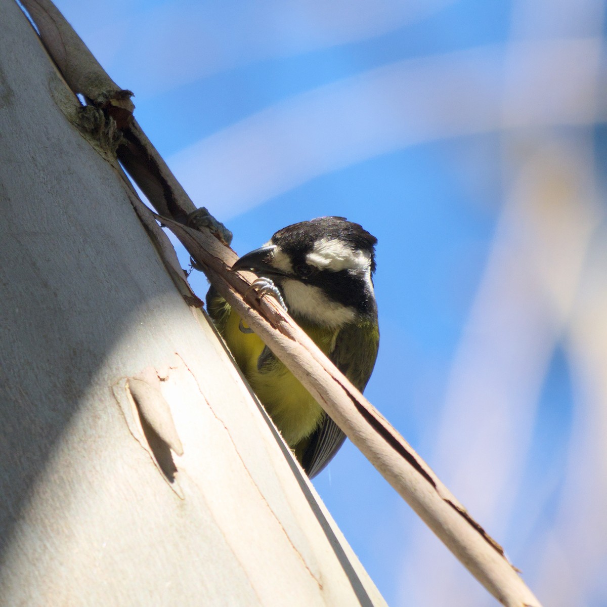 Eastern Shrike-tit - ML644722085