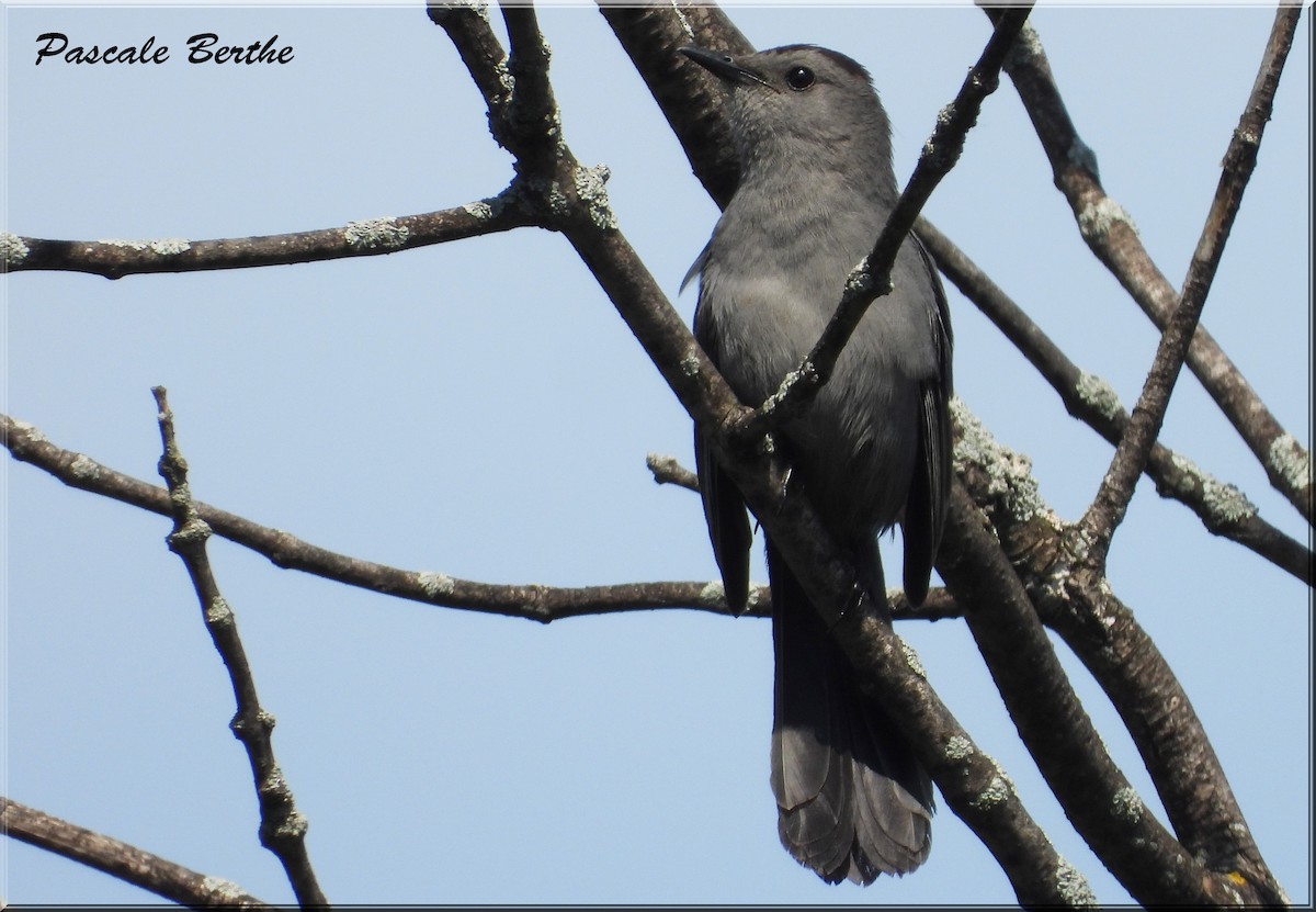 Miaulari grisa - ML644722086