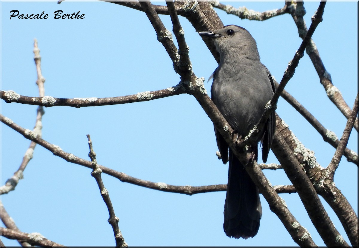 Miaulari grisa - ML644722087