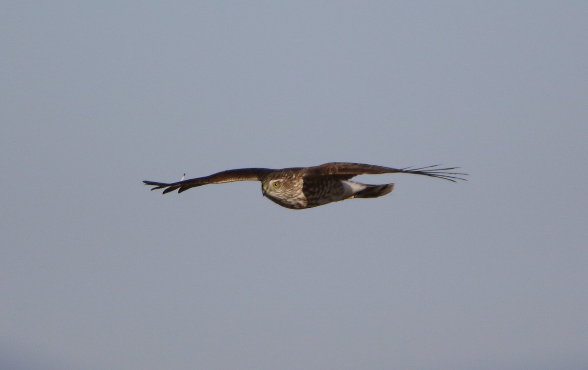 Cooper's Hawk - ML644722088