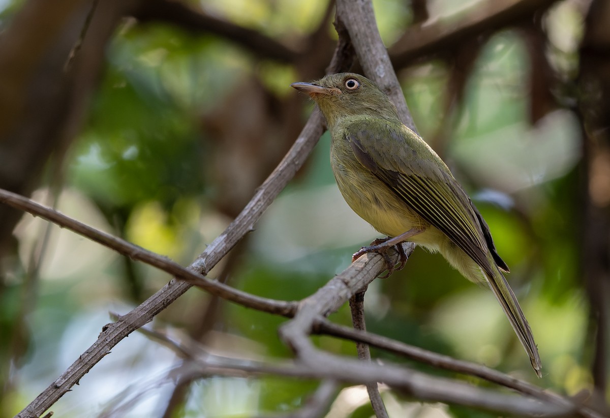 Sulphur-bellied Tyrant-Manakin - ML644722090