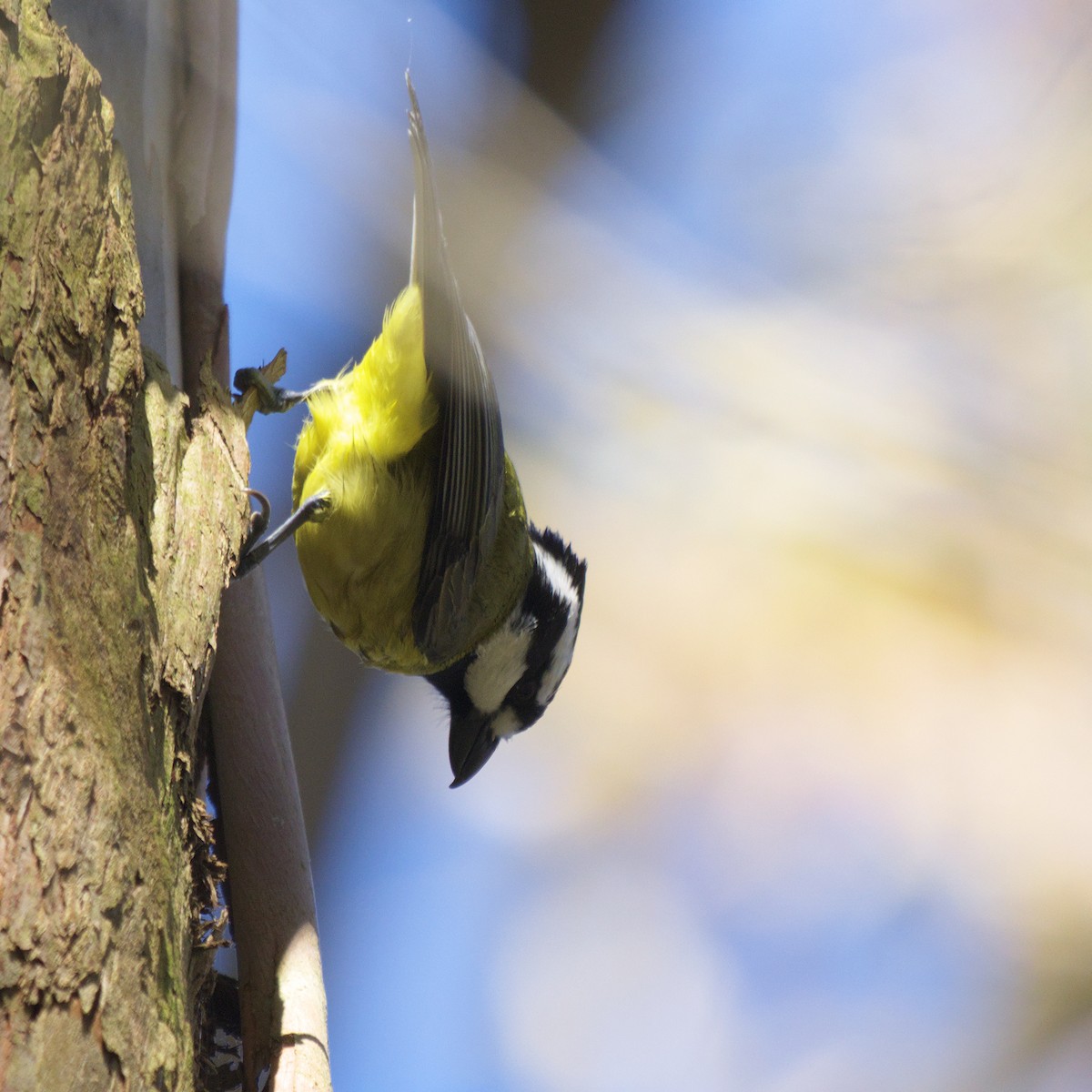 Eastern Shrike-tit - ML644722091