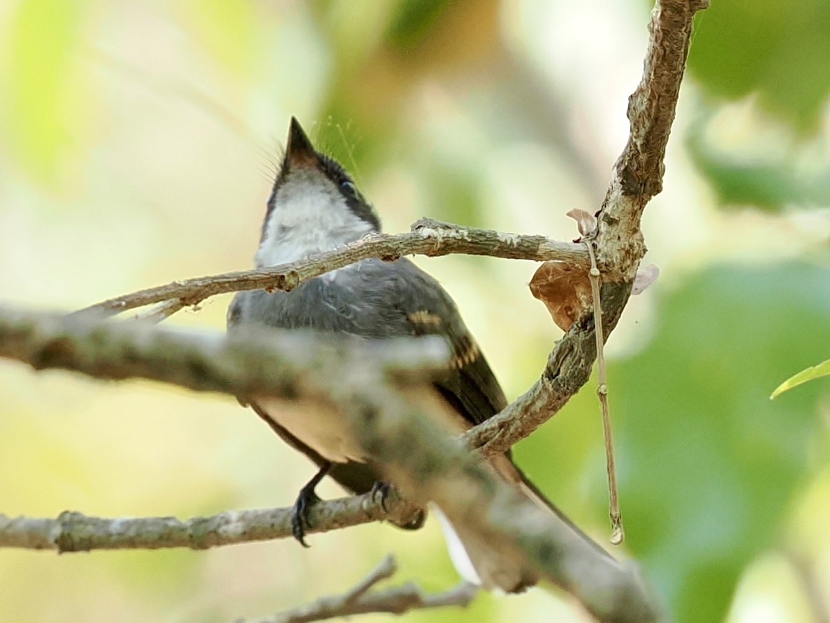 Northern Fantail - ML644722093