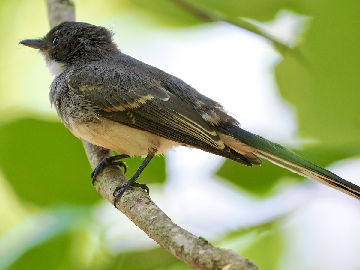 Northern Fantail - ML644722095