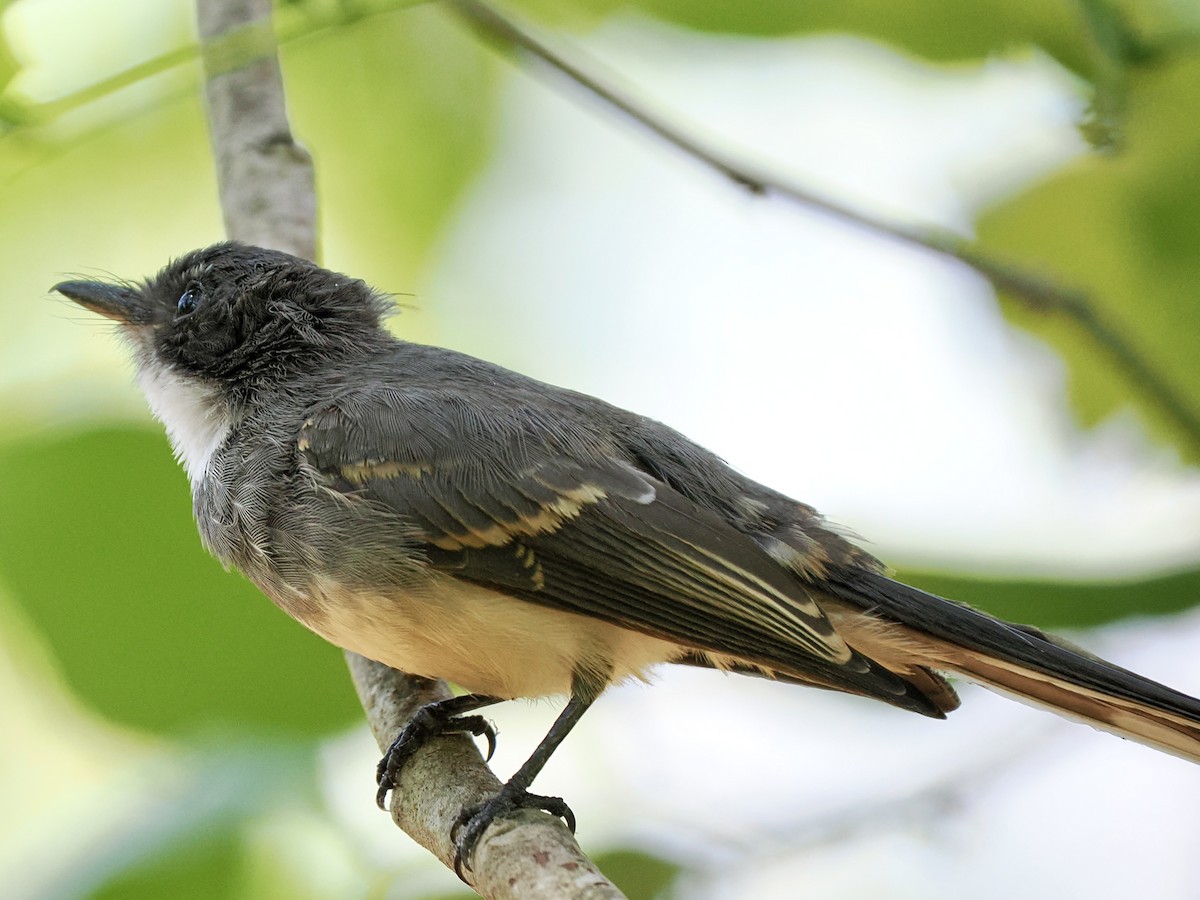 Northern Fantail - ML644722096