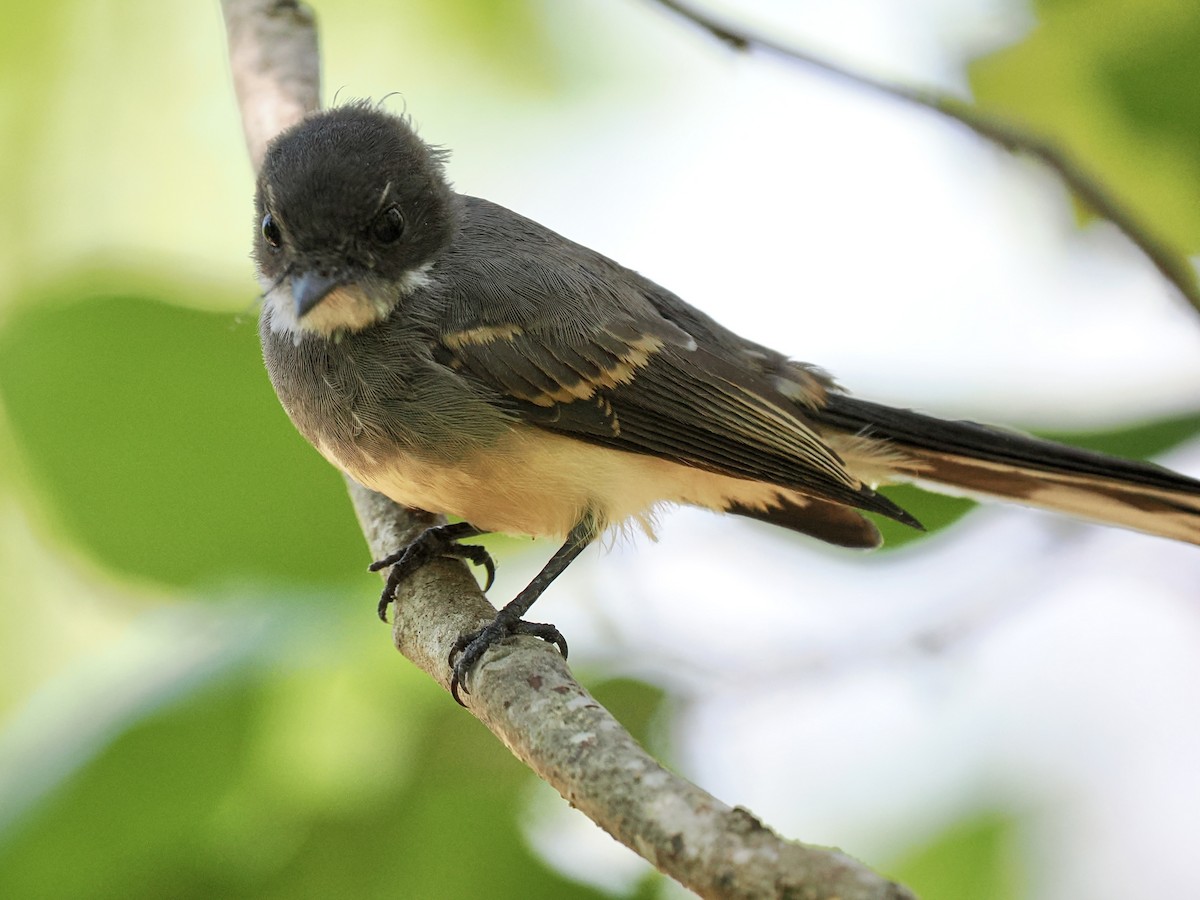 Northern Fantail - ML644722097