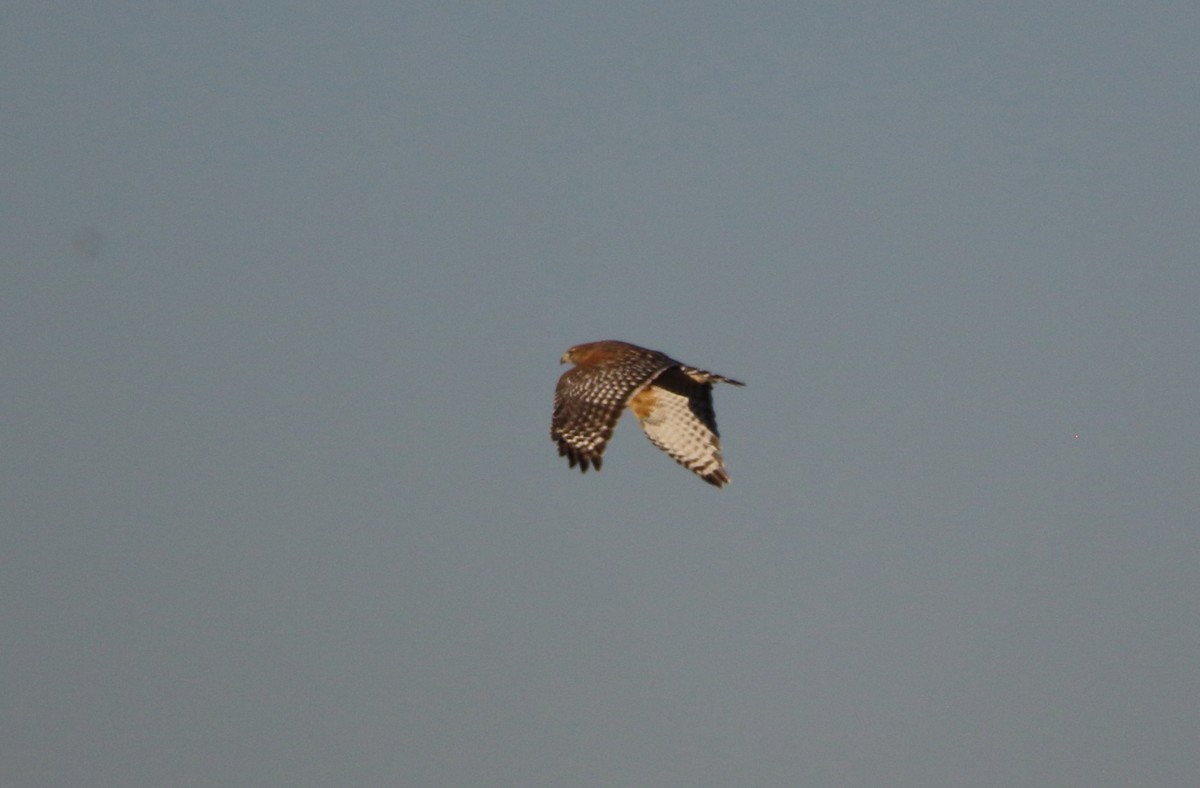 Red-shouldered Hawk - ML644722098
