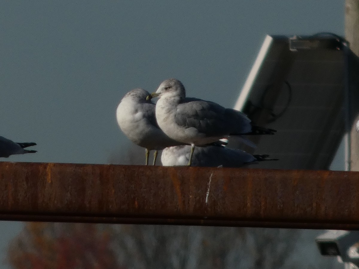 Gavina americana - ML644722099