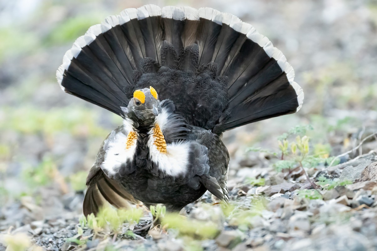 Sooty Grouse - ML644722100