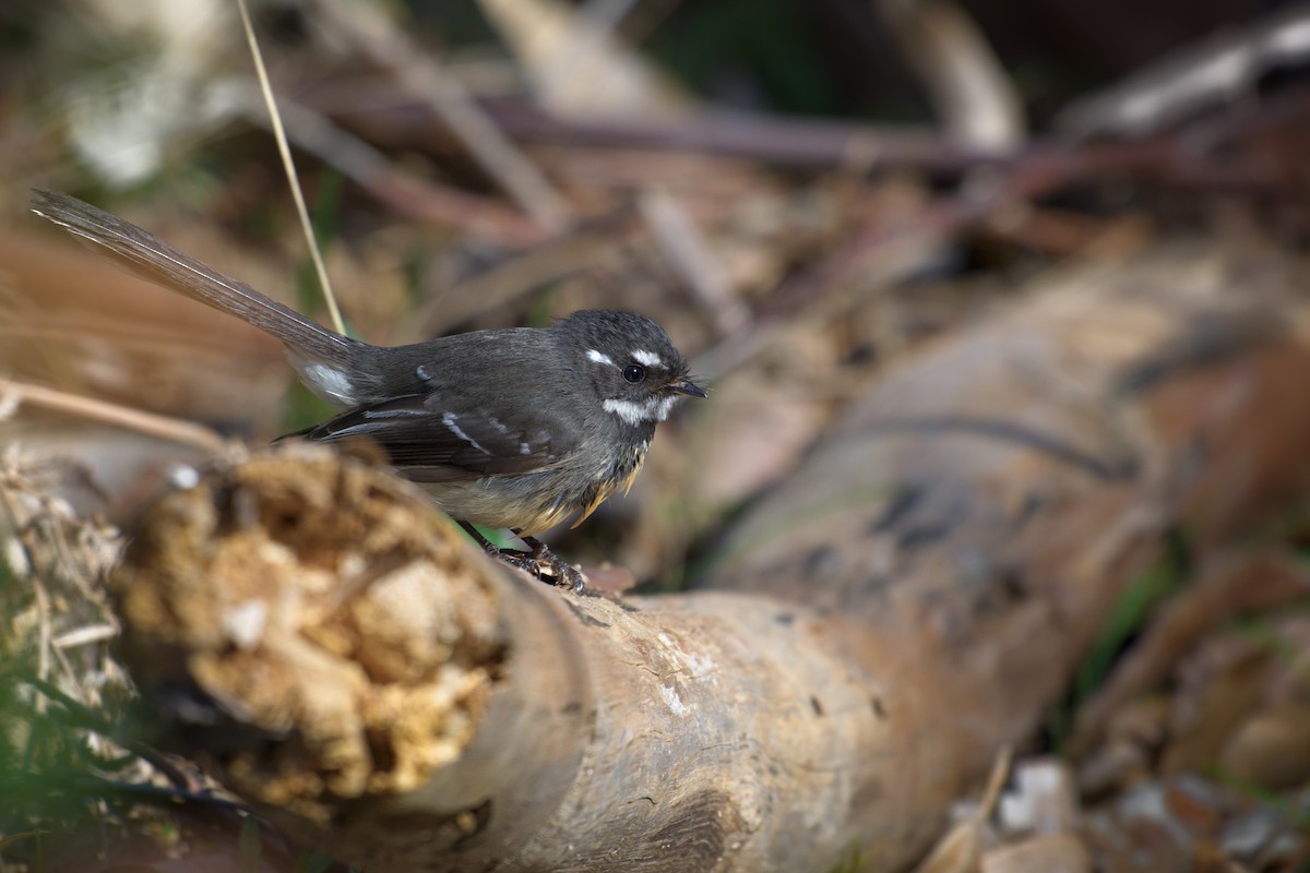 Gray Fantail - ML644722102