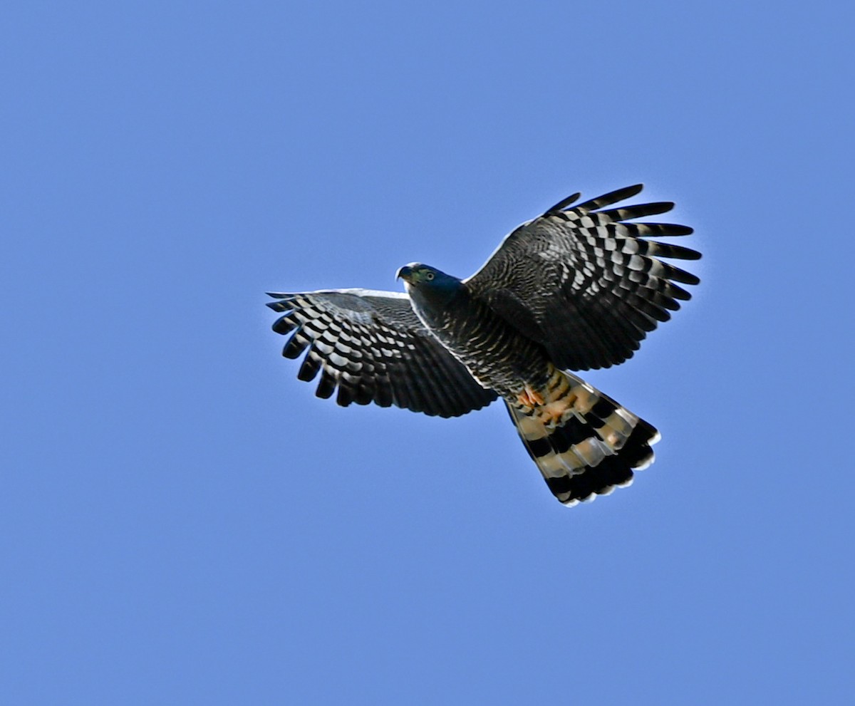 Hook-billed Kite - ML644722104