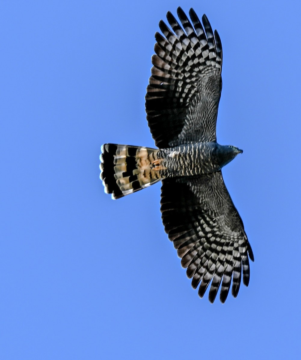 Hook-billed Kite - ML644722105