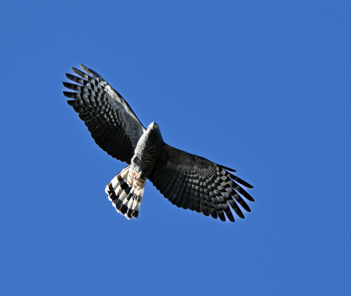 Hook-billed Kite - ML644722106