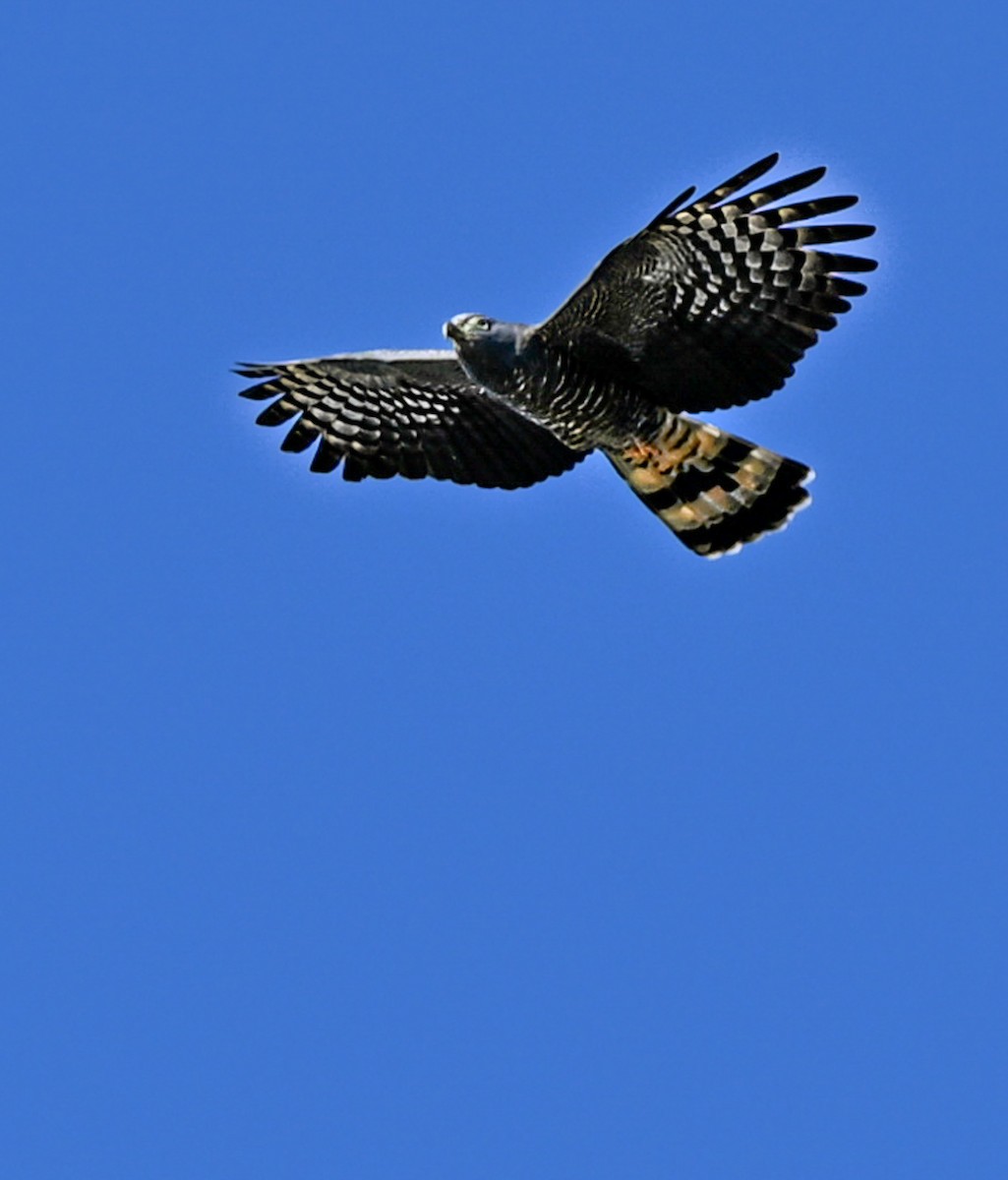 Hook-billed Kite - ML644722107