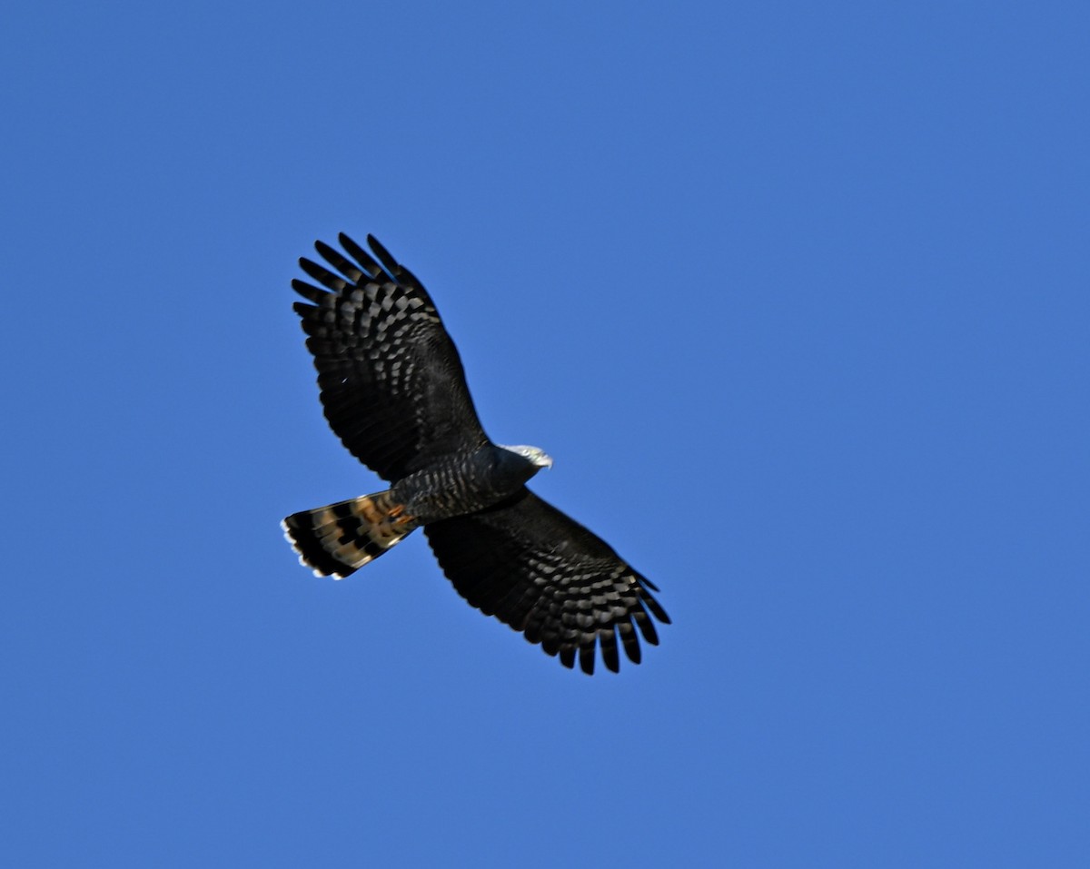 Hook-billed Kite - ML644722108