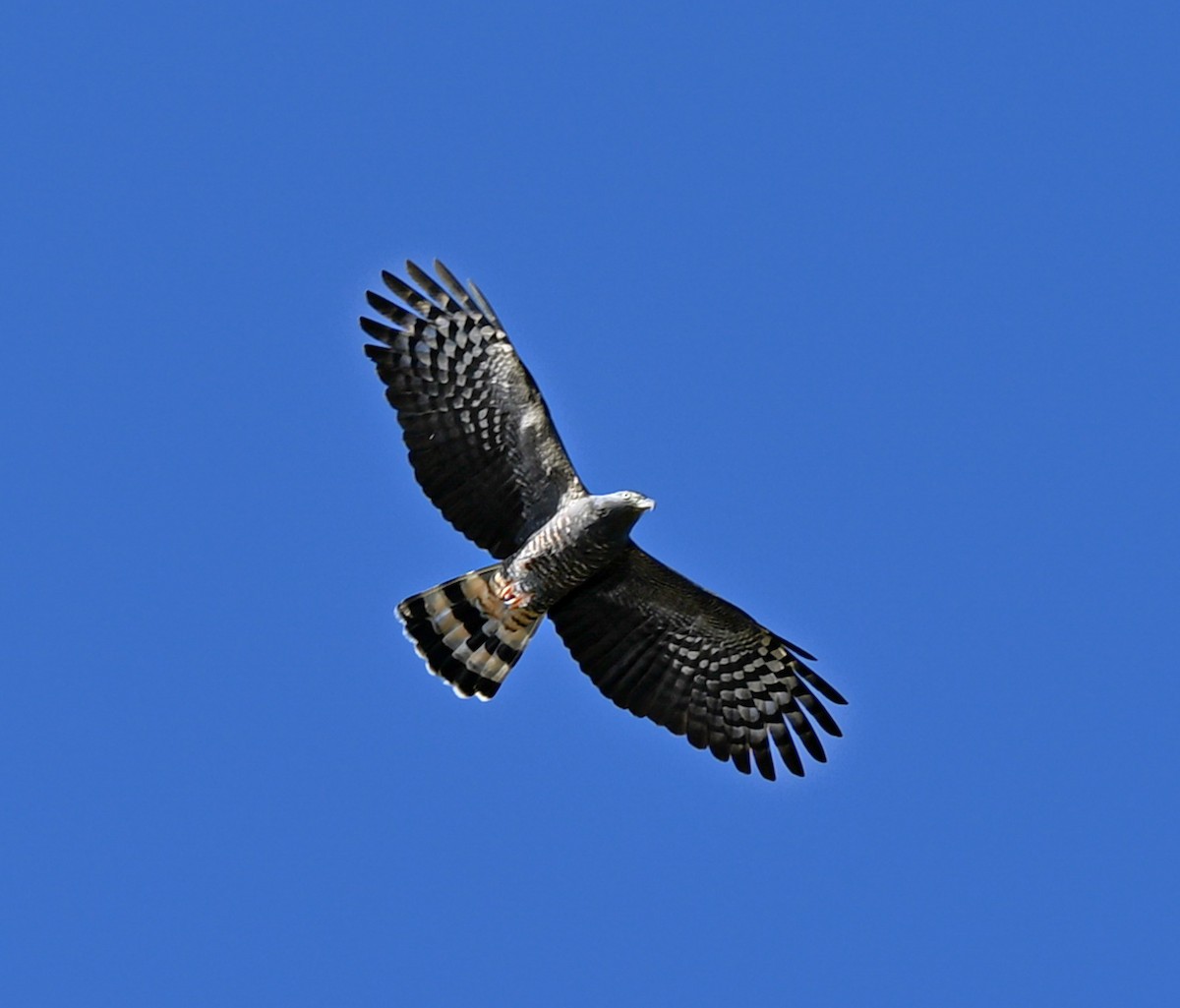 Hook-billed Kite - ML644722109