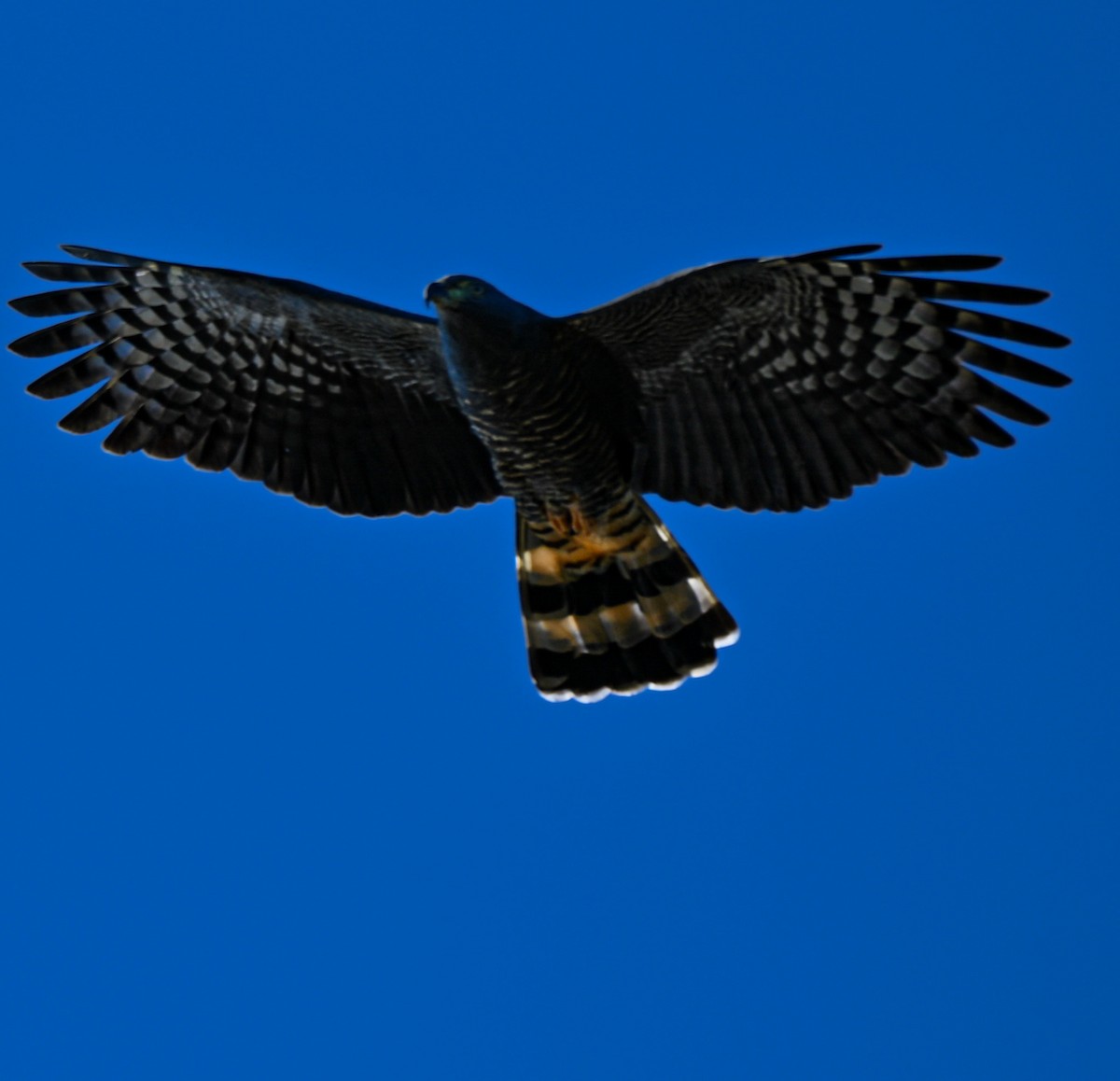 Hook-billed Kite - ML644722110