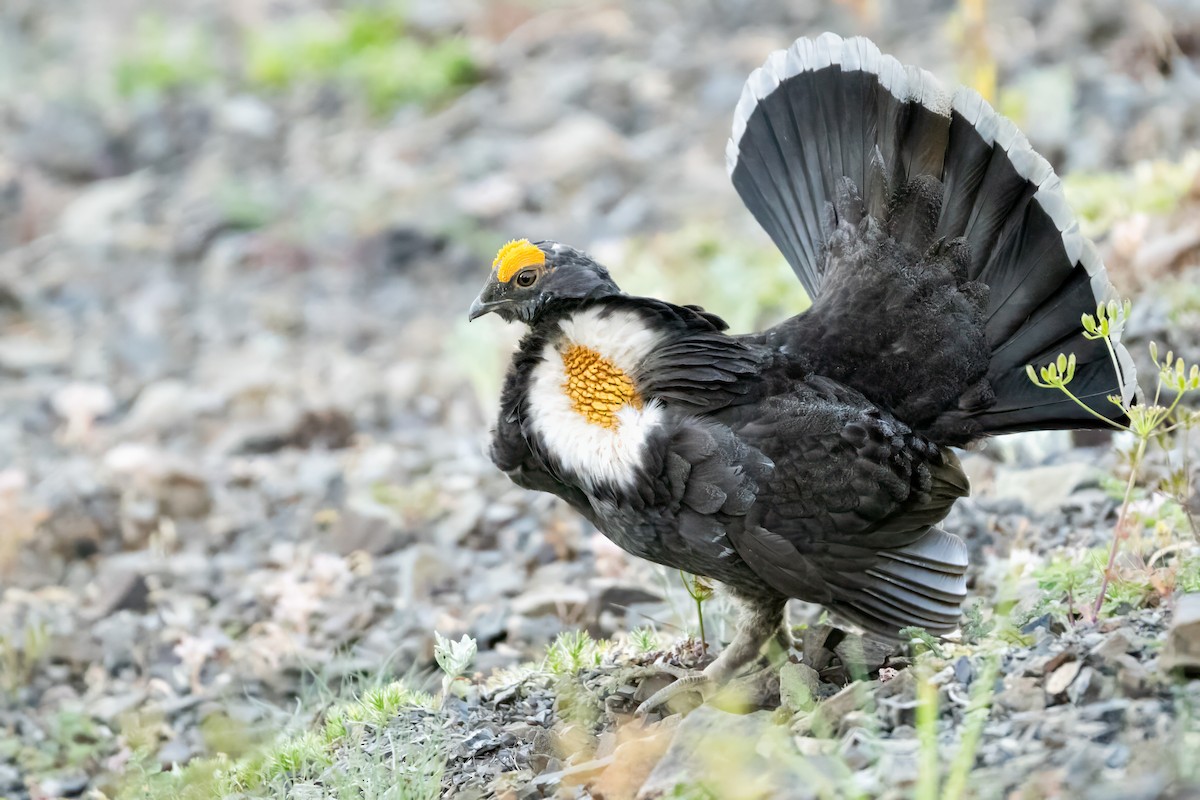 Sooty Grouse - ML644722113