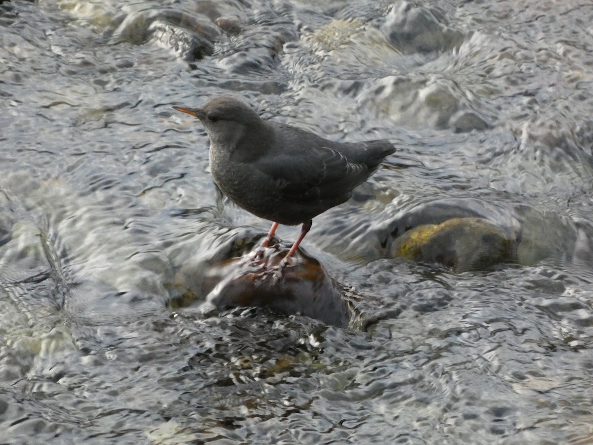American Dipper - ML644722120