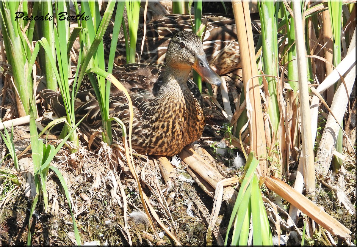 Mallard - ML644722123