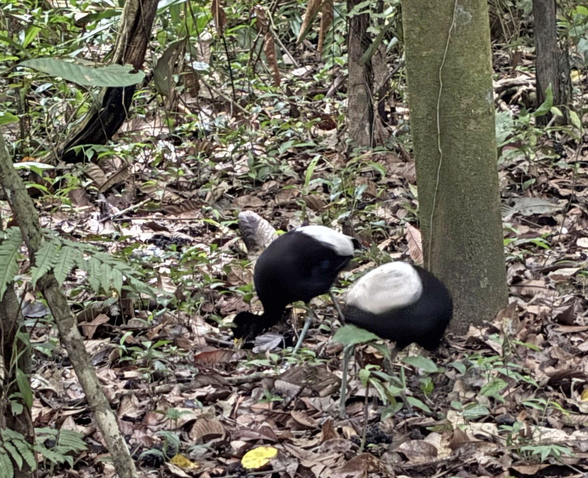 Pale-winged Trumpeter - ML644722126