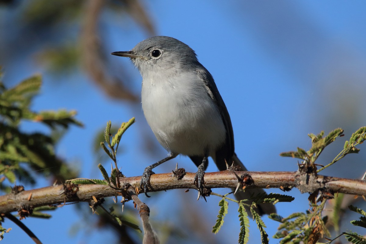 Голубая комароловка - ML644722130