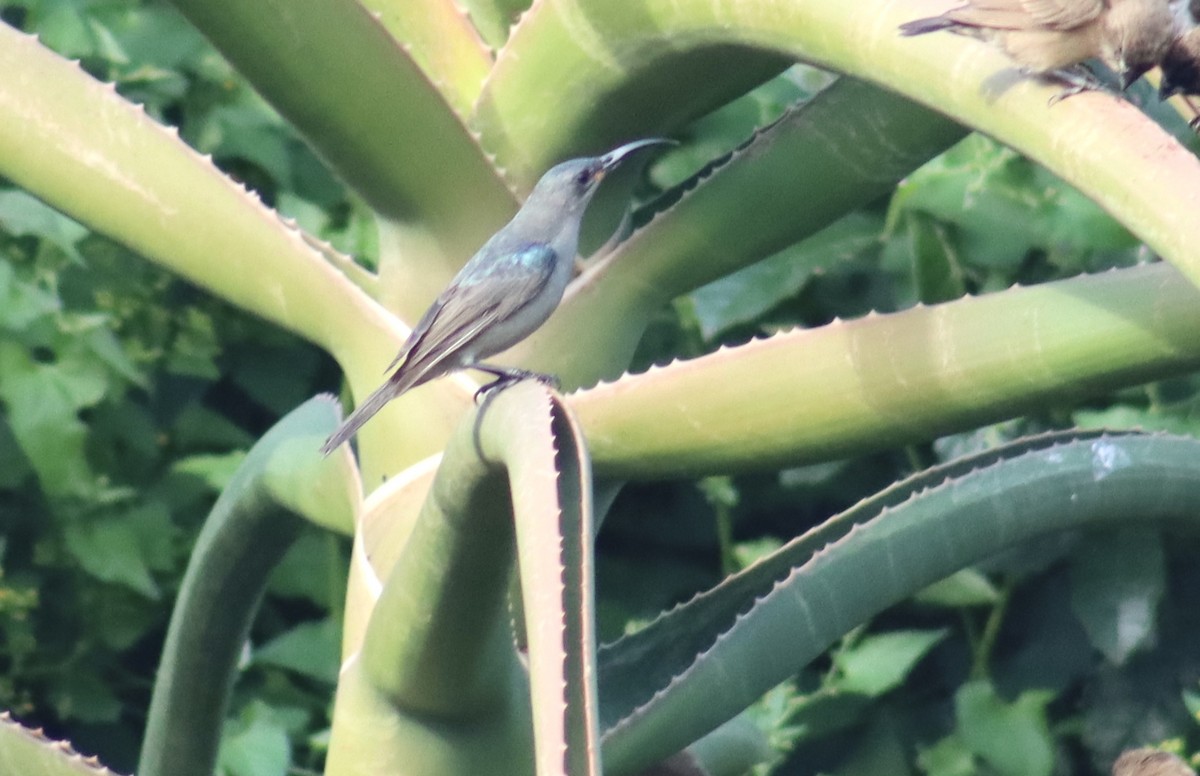 Suimanga Ratonil - ML644722132