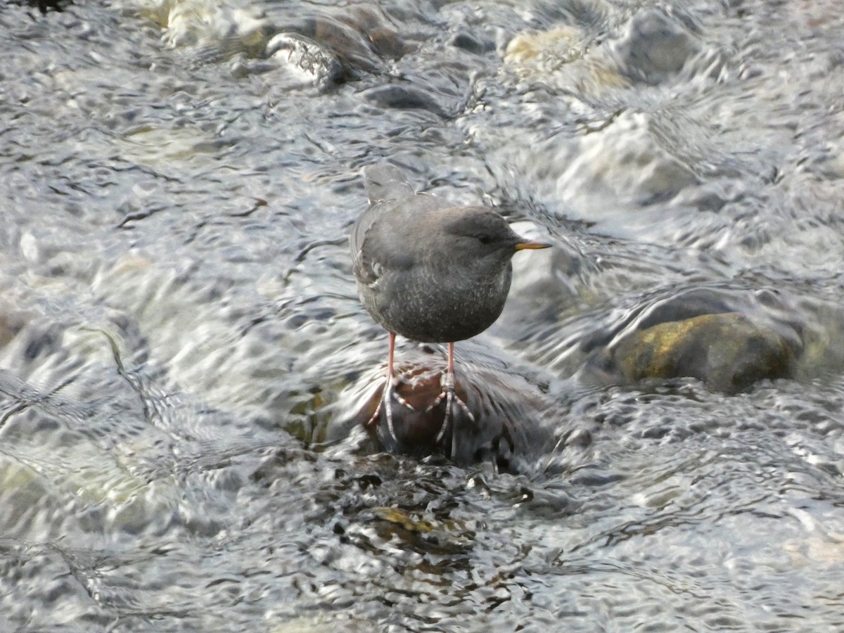 American Dipper - ML644722146