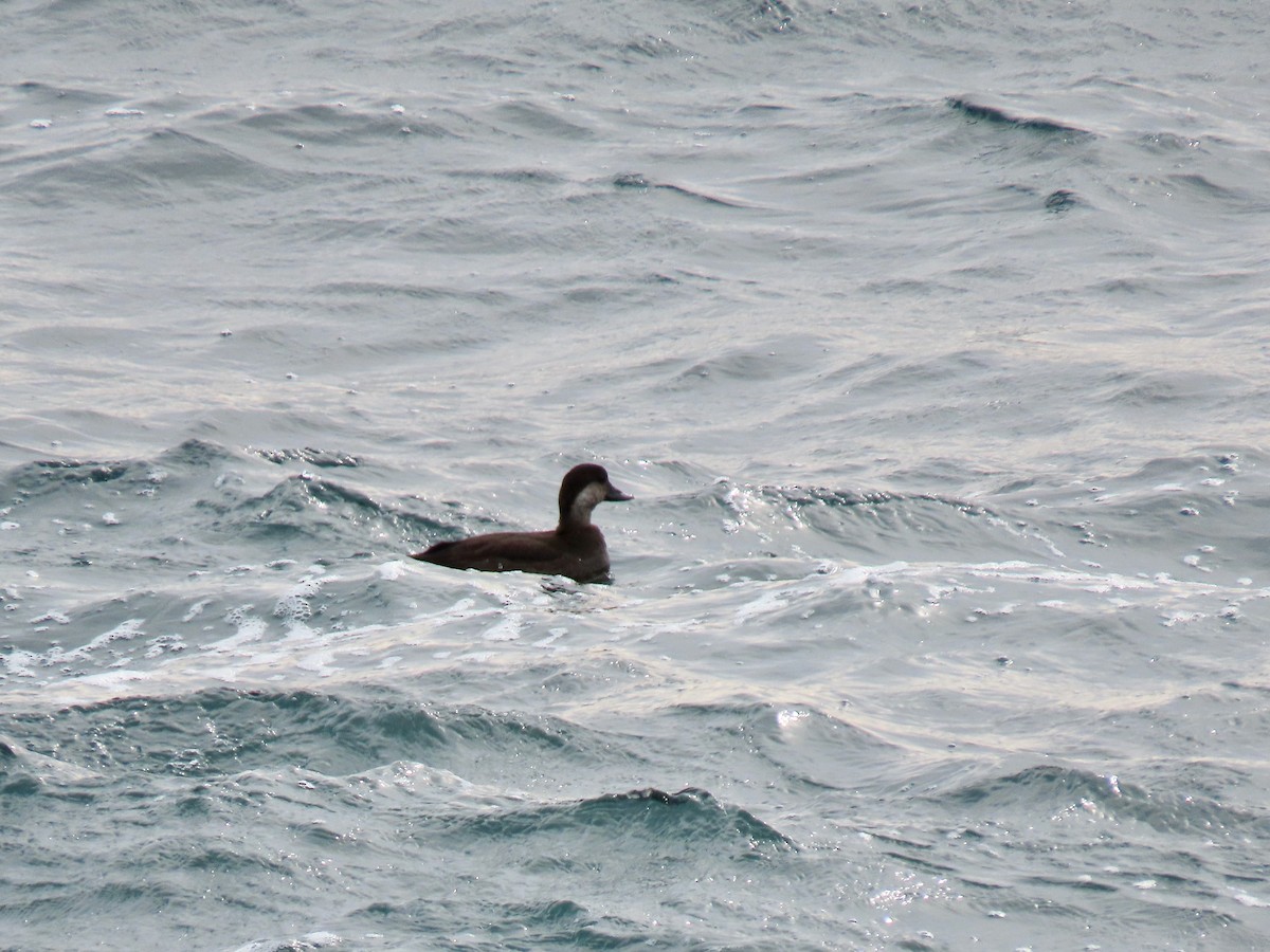 Amerika Kara Ördeği - ML644722152