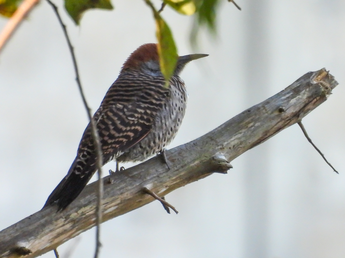 Pic du Guatemala - ML644722153
