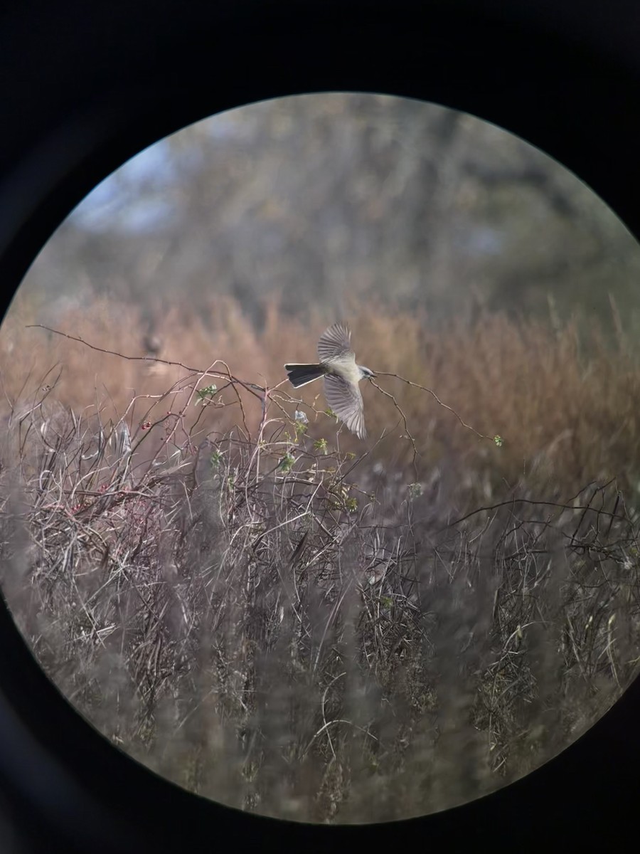 Batı Tiranı - ML644722161