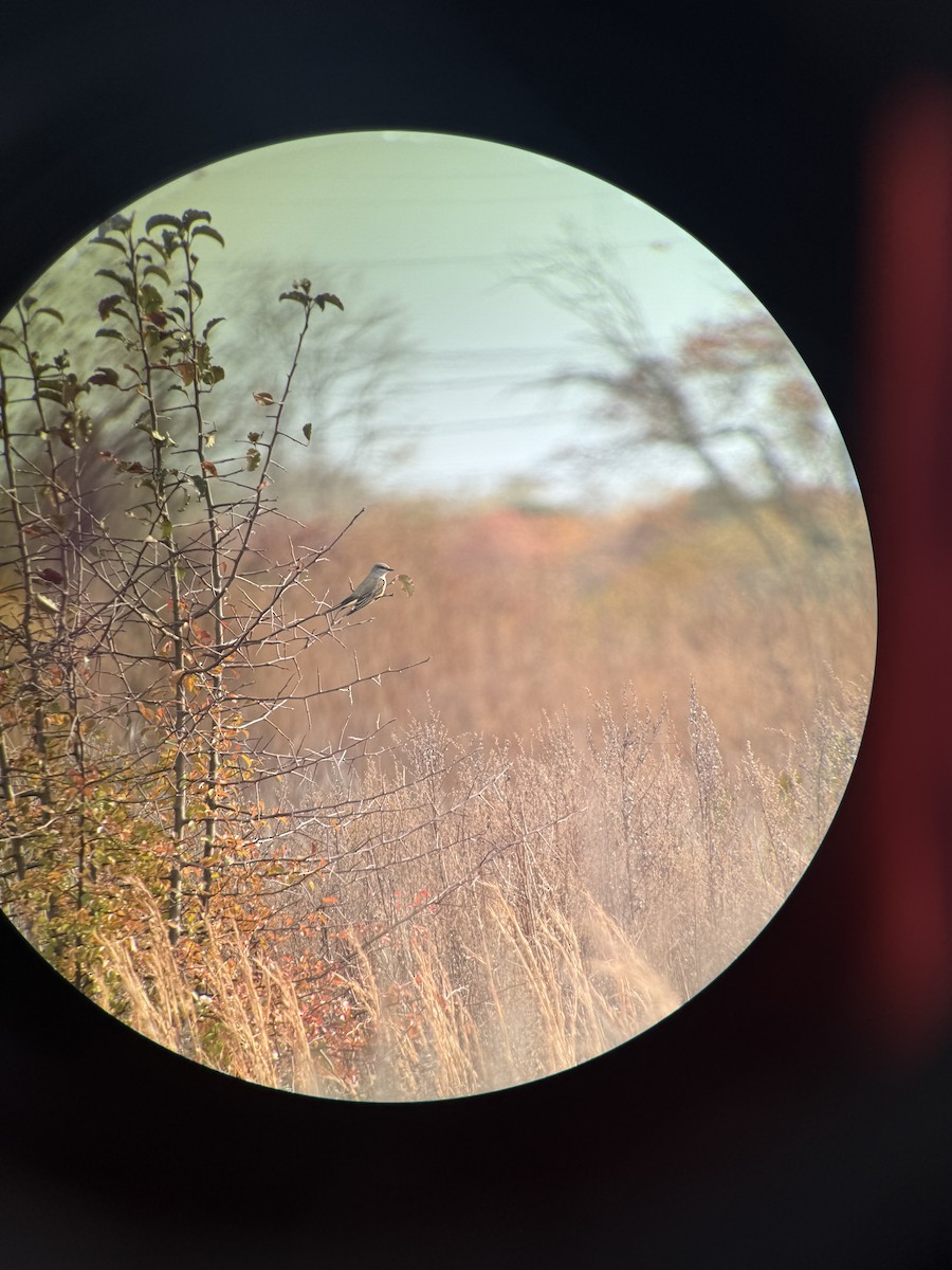 Batı Tiranı - ML644722162