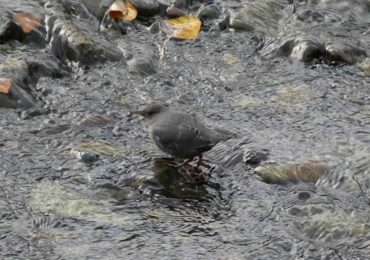 American Dipper - ML644722166