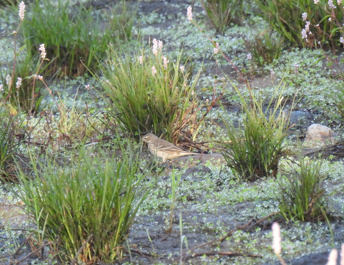 Amerika İncirkuşu - ML644722167