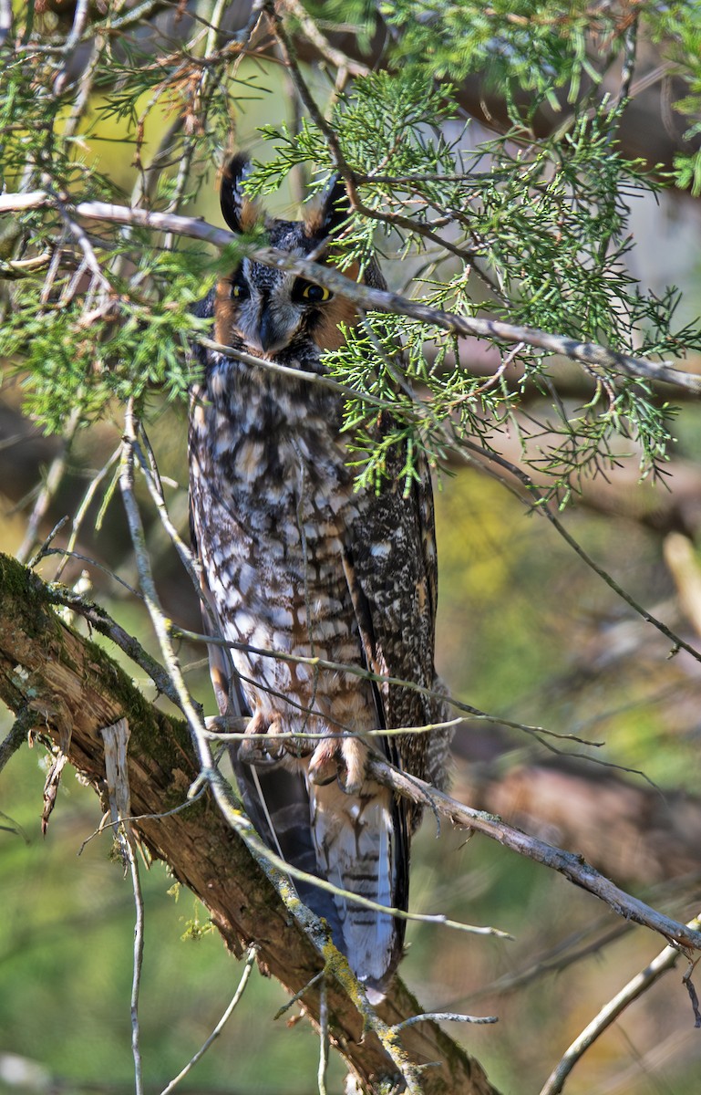 Ушастая сова - ML644722169