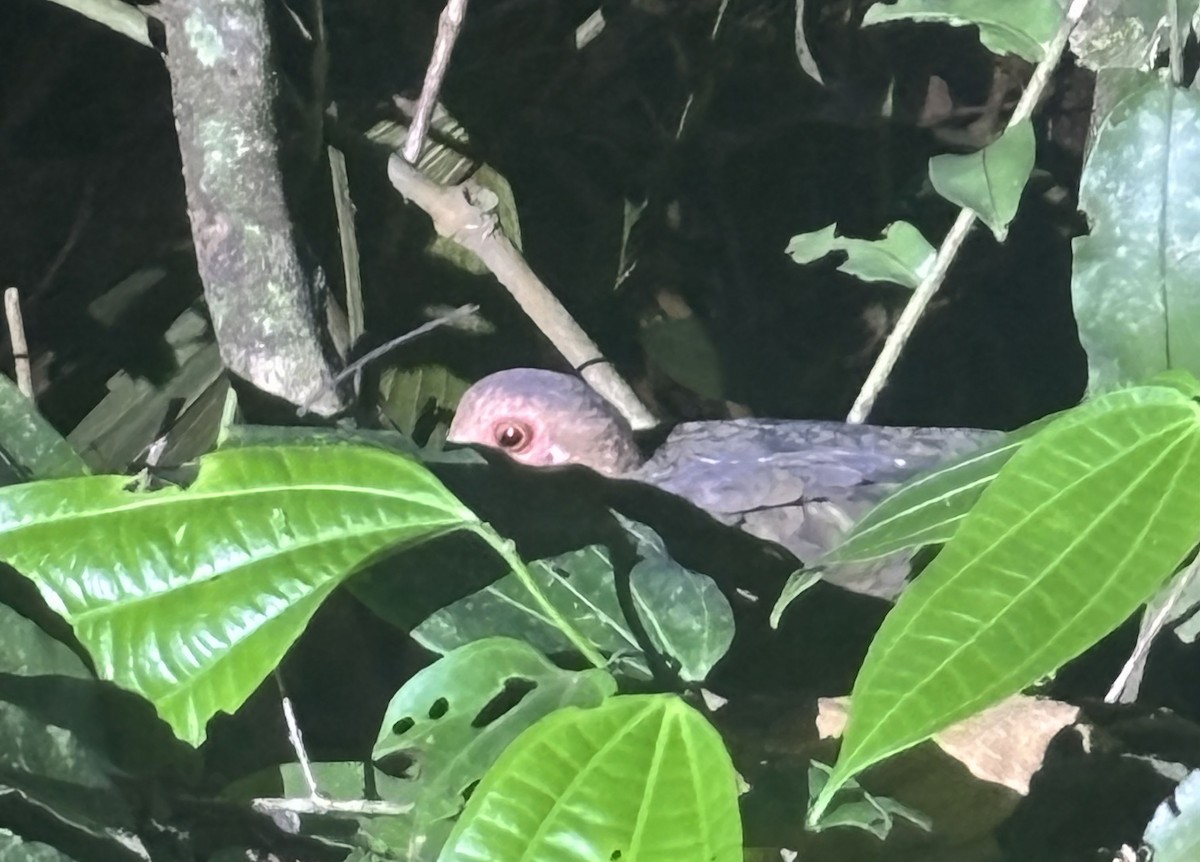 Ruddy Quail-Dove - ML644722174