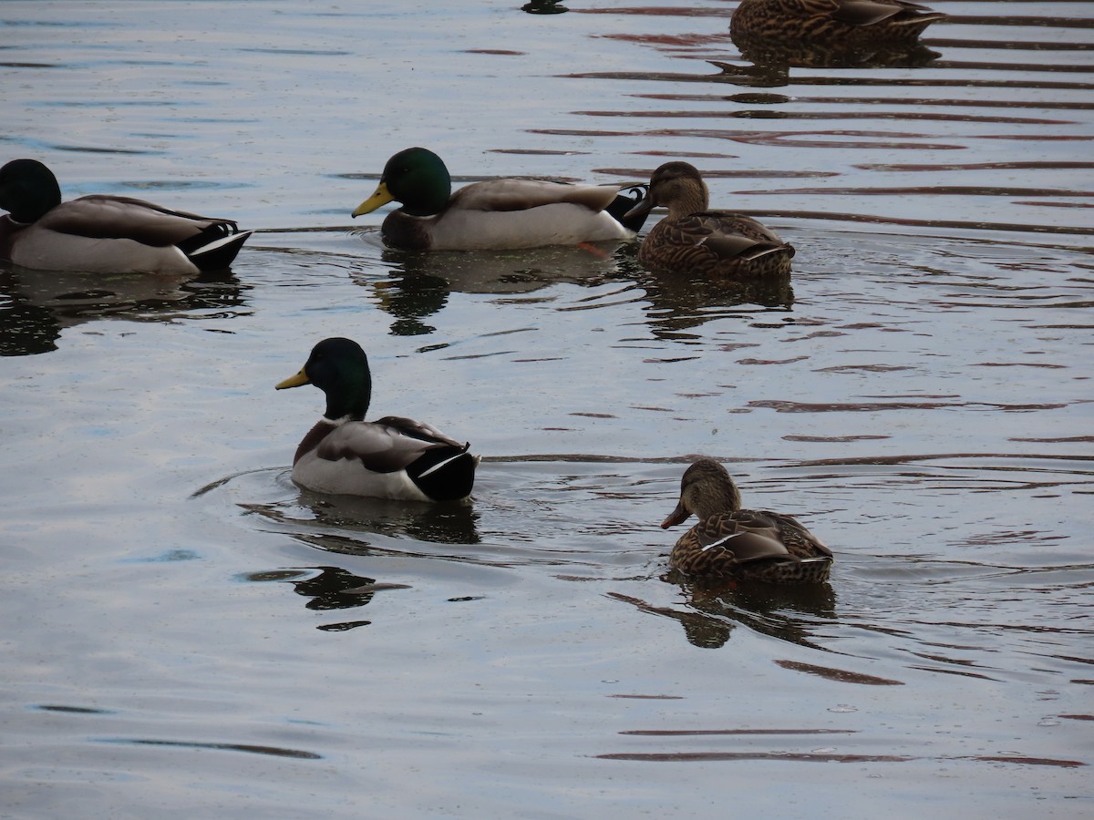 Крижень звичайний - ML644722175