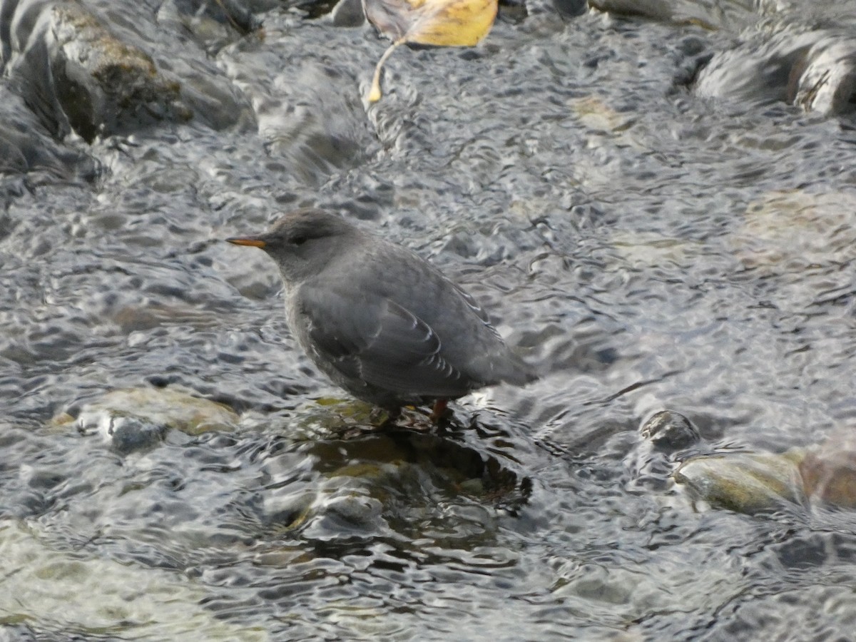 Пронурок сірий - ML644722177