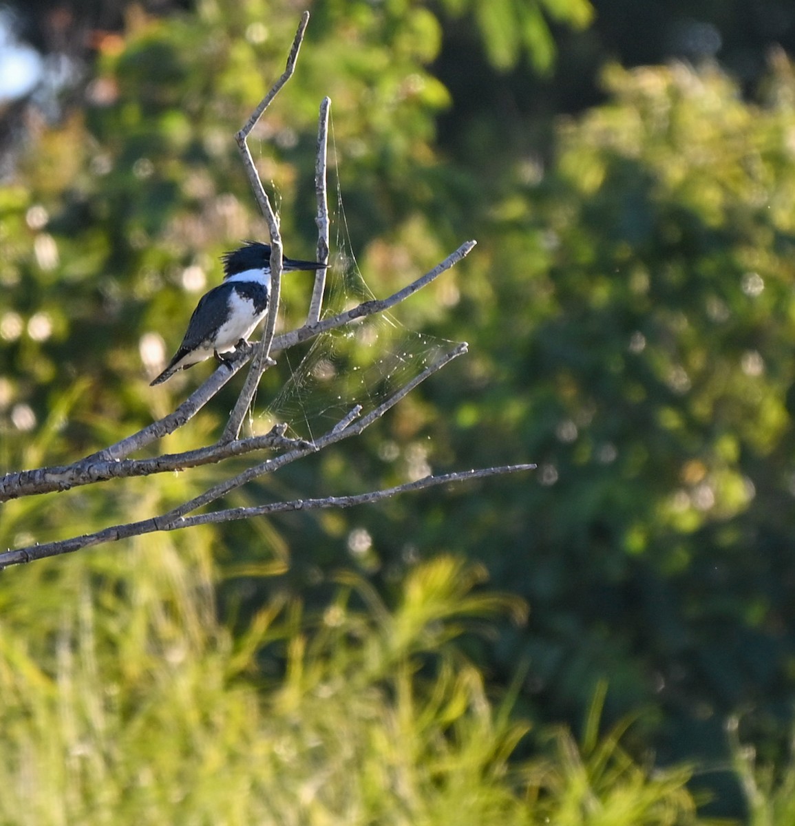 Рибалочка-чубань північний - ML644722178