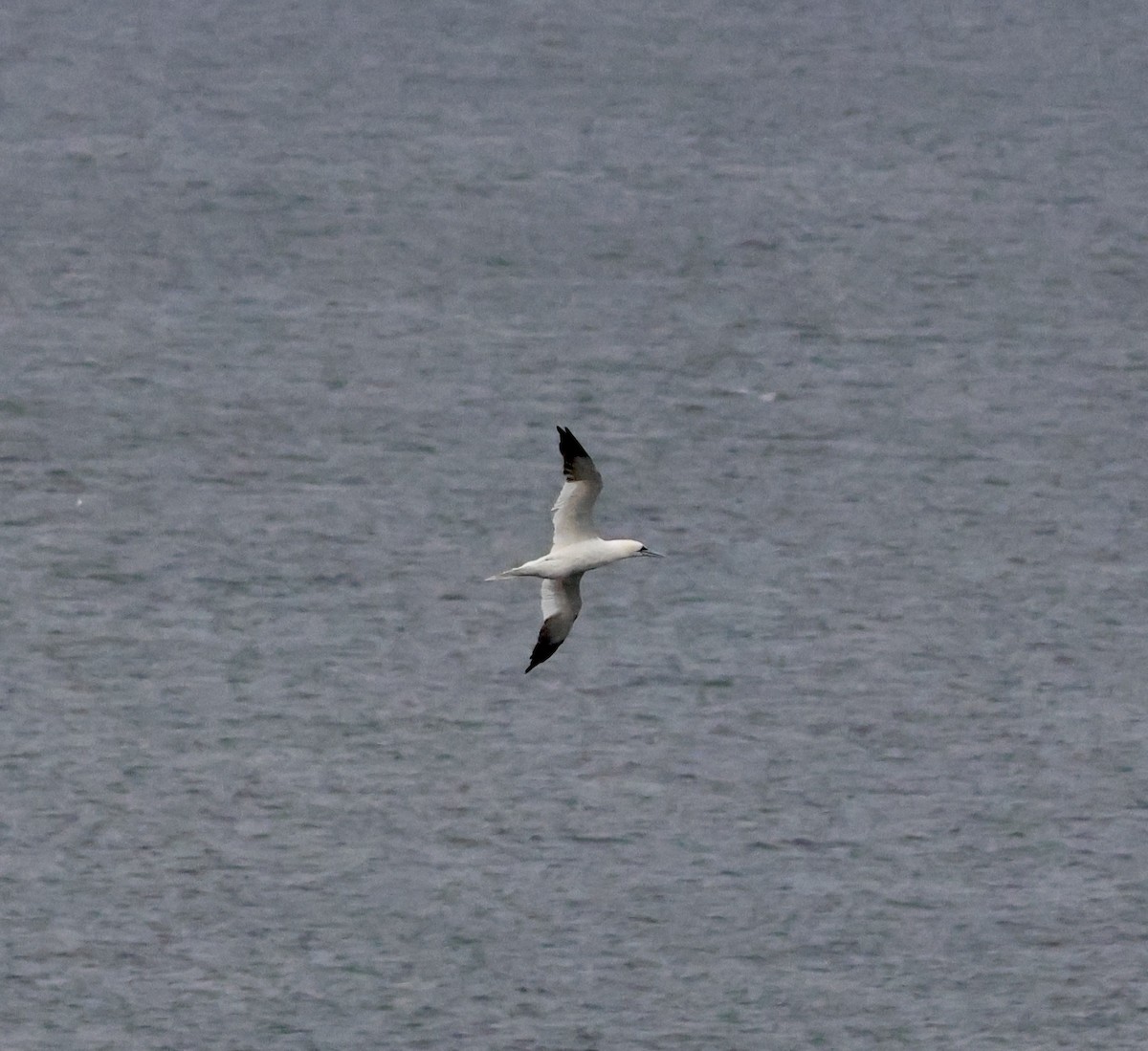 Сула атлантична - ML644722179