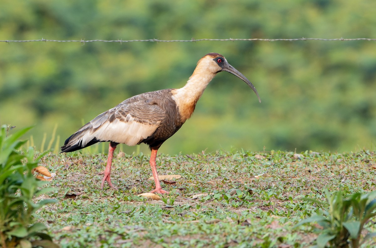 Ібіс білокрилий - ML644722181