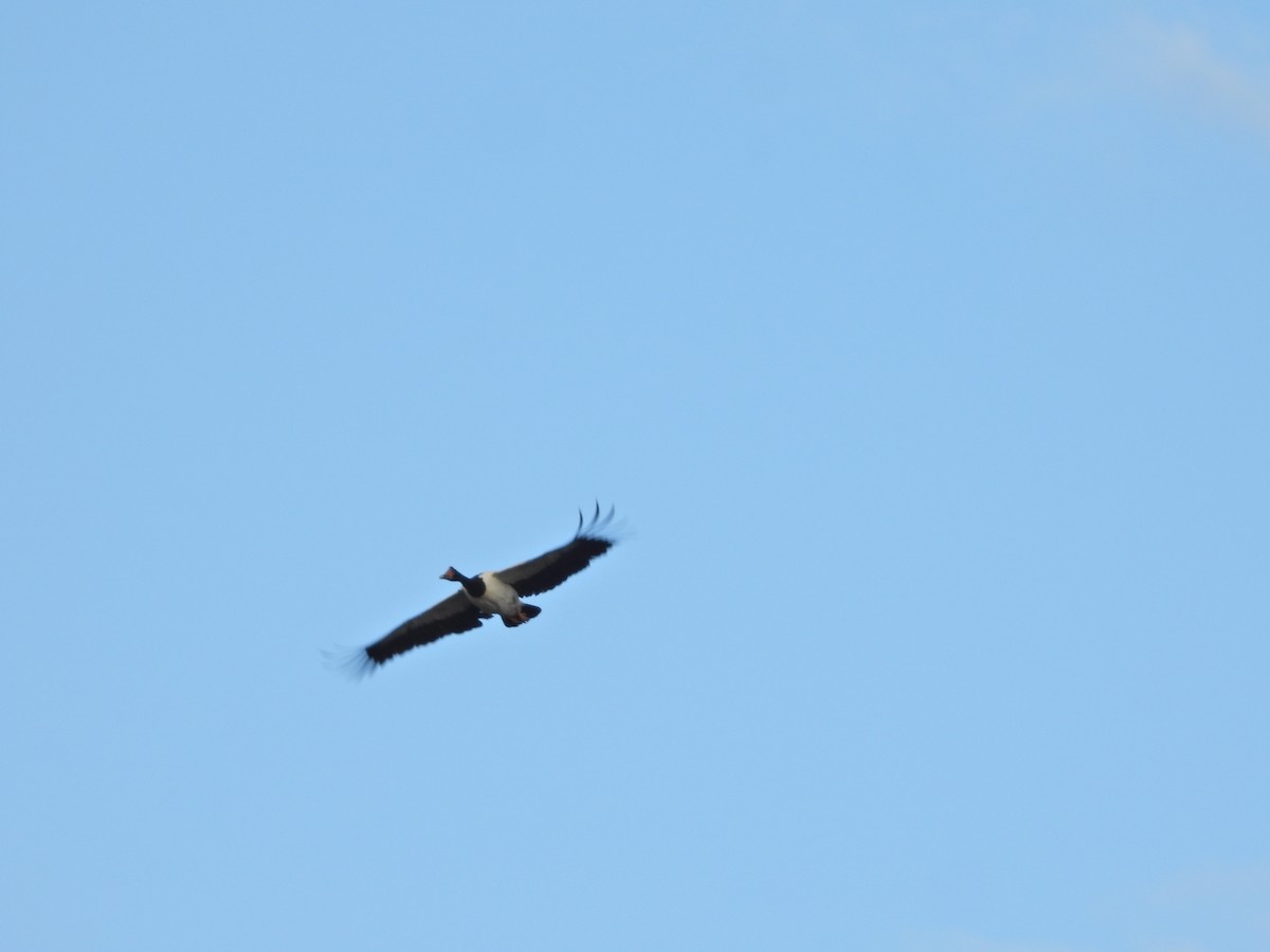 Урако - ML644722182