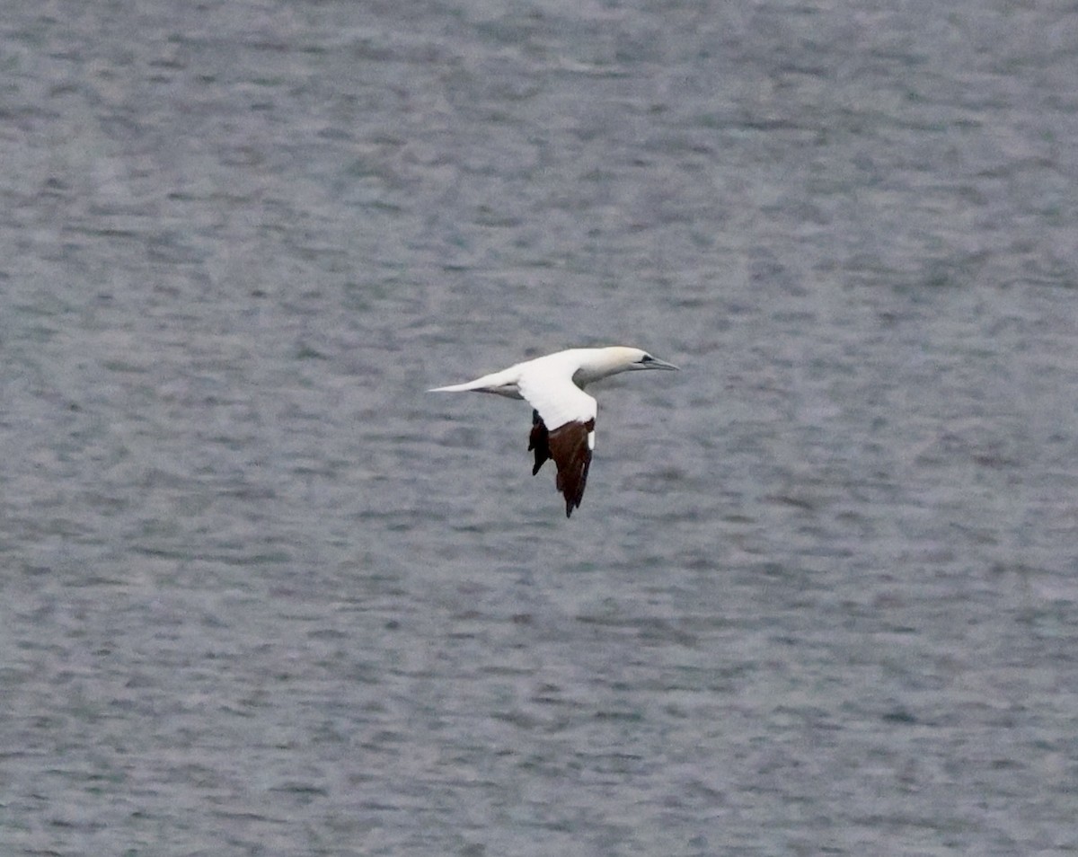 Сула атлантична - ML644722183