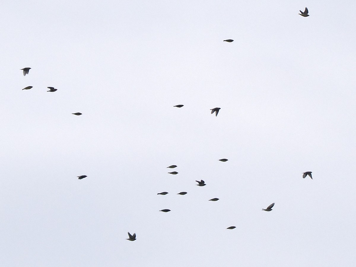 Омелюх американський - ML644722184