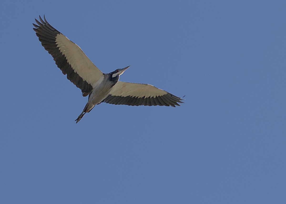 Чапля чорноголова - ML644722185