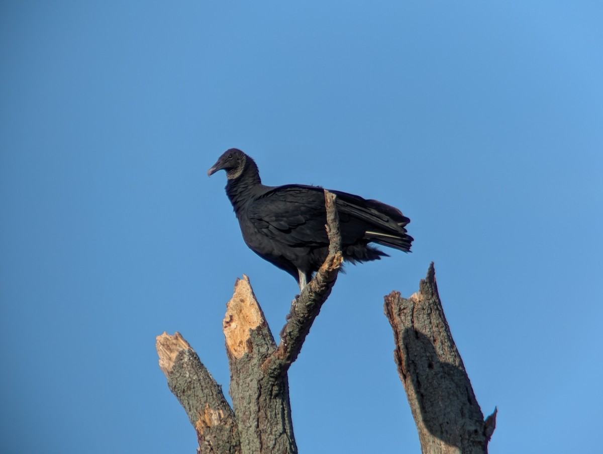 Катарта чорна - ML644722186