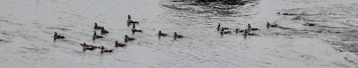 Каменярка - ML644722188