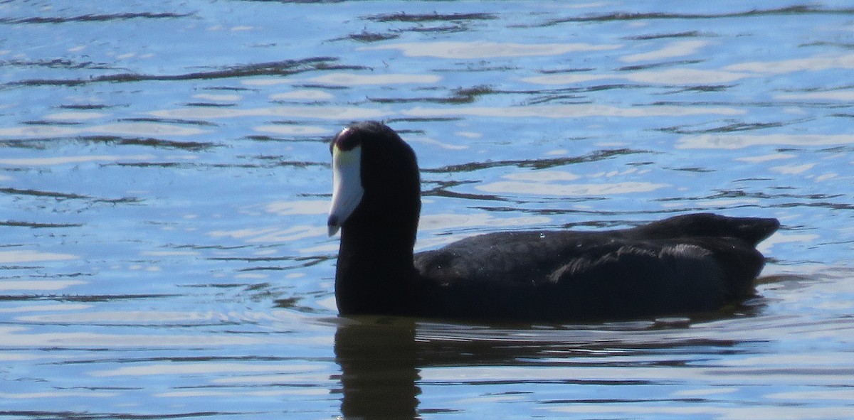 Лиска американська - ML644722190