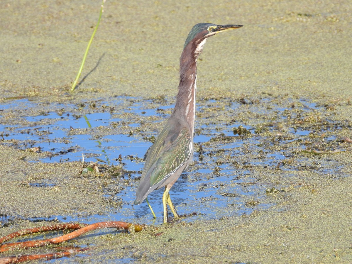 Чапля зелена - ML644722191