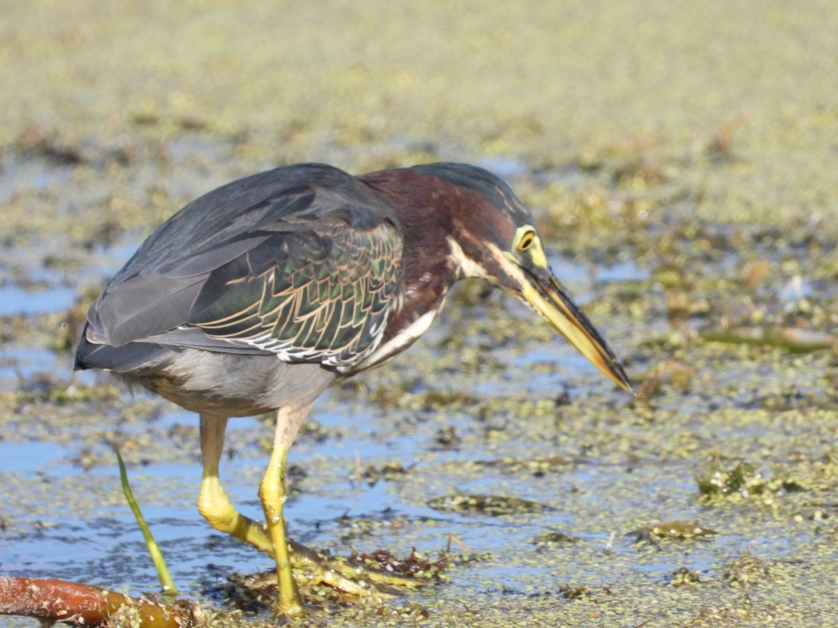 Чапля зелена - ML644722192